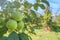 ApplesÂ in Orchard,Â Apple Trees, Ripe Apples